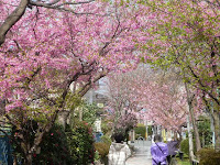 京都・伏見区の淀競馬場近くの水路に咲く河津桜。