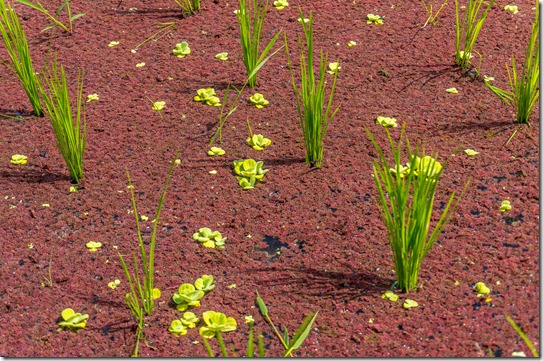 Rice_Paddy_Campuhan_1