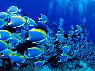 Blue Tang Fish