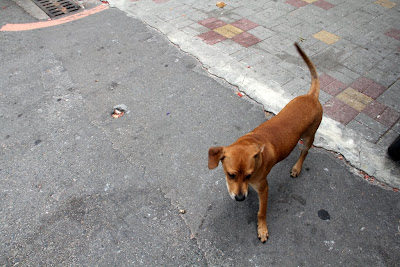 台南の犬