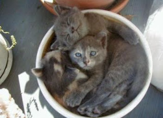 Three cats in bowl
