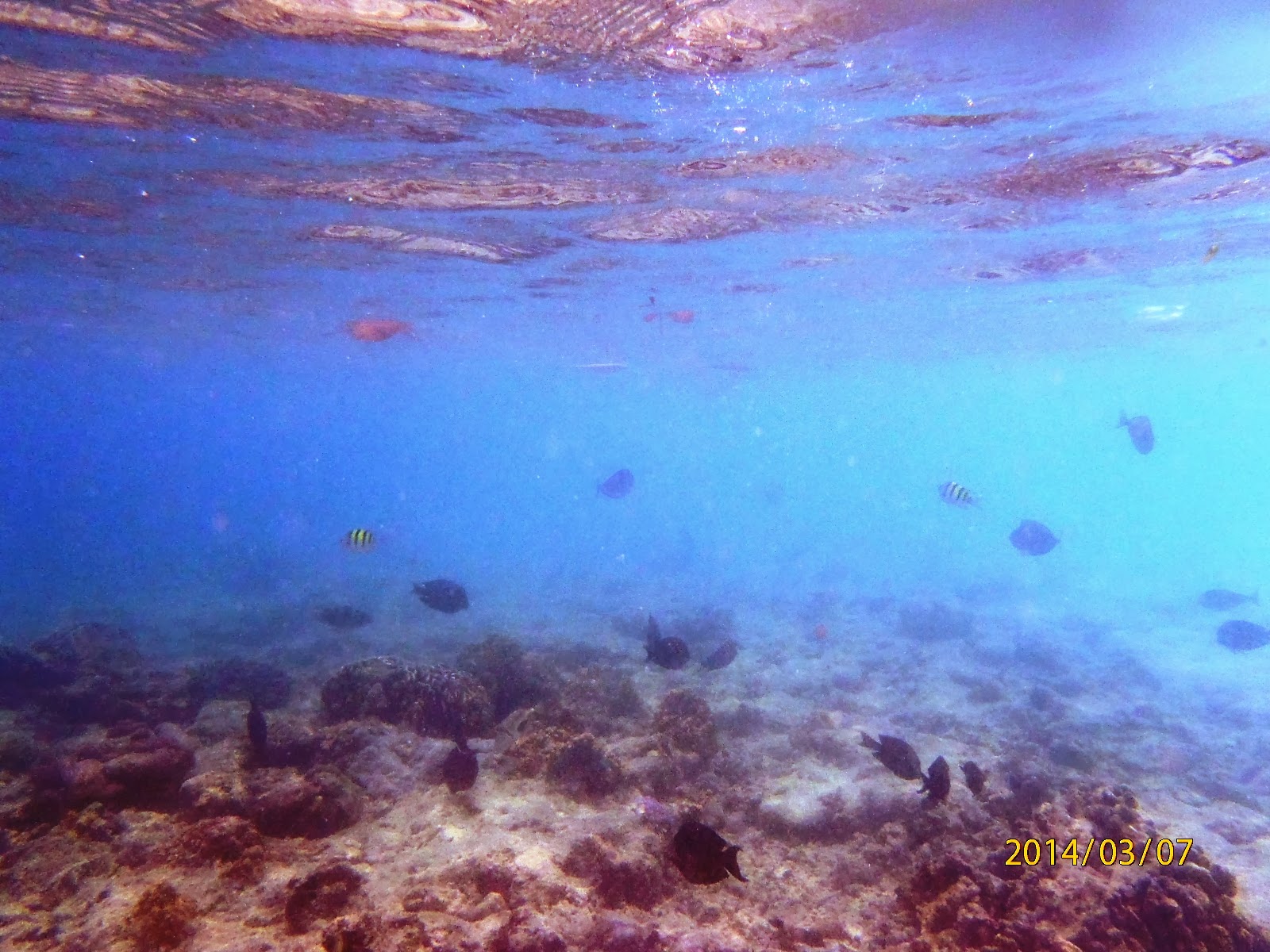 Underwater Life at Pagang Island