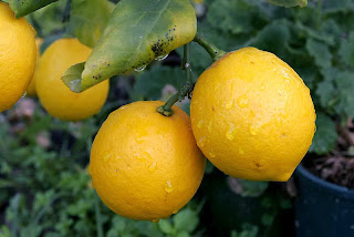 manfaat buah lemon bagi kesehatan