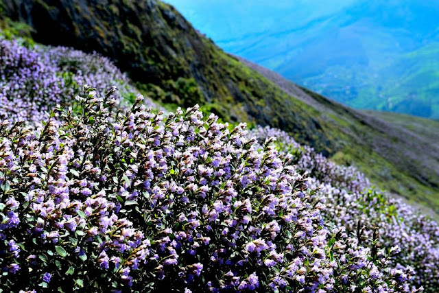 premium munnar tour packages for family