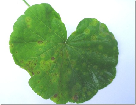 pelargonium_blattoberseite