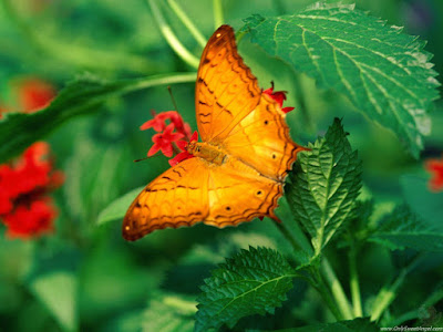 beautiful_butterflies_wallpaper_OnlySweetAngel.com