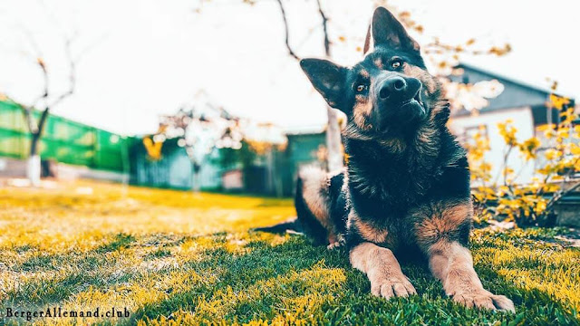 chien berger allemand