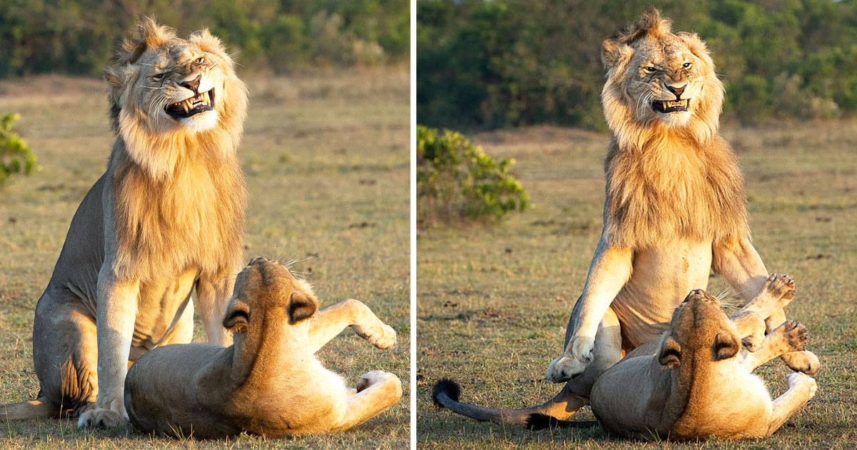 Funny Pictures Of Lion Looking Proud And Passionate As He Mates With A Lioness