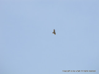 Red-tailed Hawk