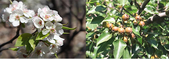 Груша хэбэйская (Pyrus hopeiensis, =Pyrus hopeiensis var. peninsula)