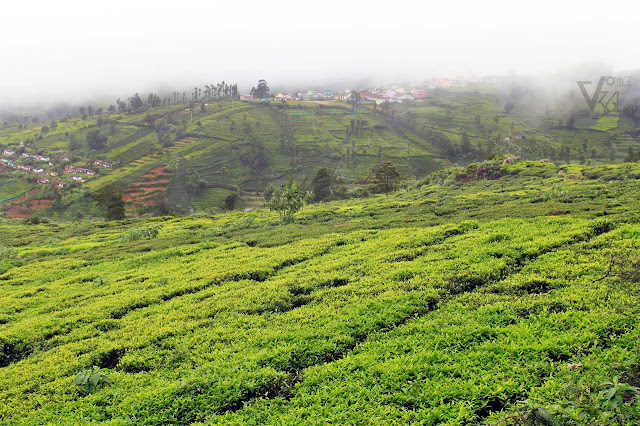 View points on the Ooty- Kattabettu-Kotagiri Highway