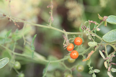 Solanum cheesmaniae