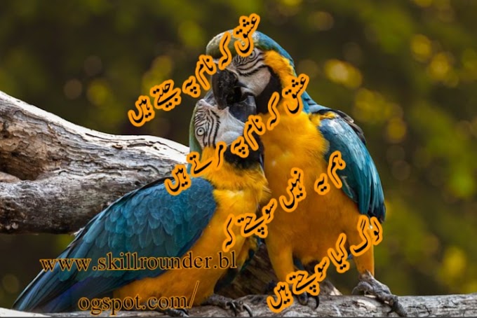 The Best Romantic Poetry In Urdu To Impress Your Girlfriend 