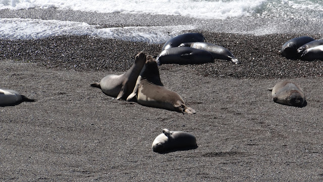 Zuid-Amerikaanse zeebeer (Arctocephalus australis)