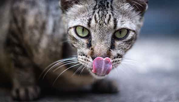 Licking