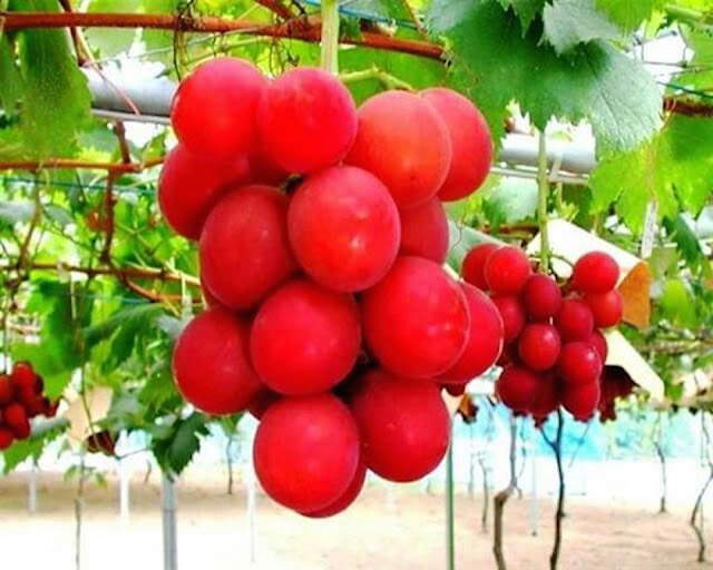 Las  Uvas y Colores, Racimo Uvas  Ruby Roman,, Colors of grapes, viticultura