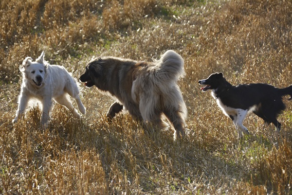 Border collie golden retriever leonberger