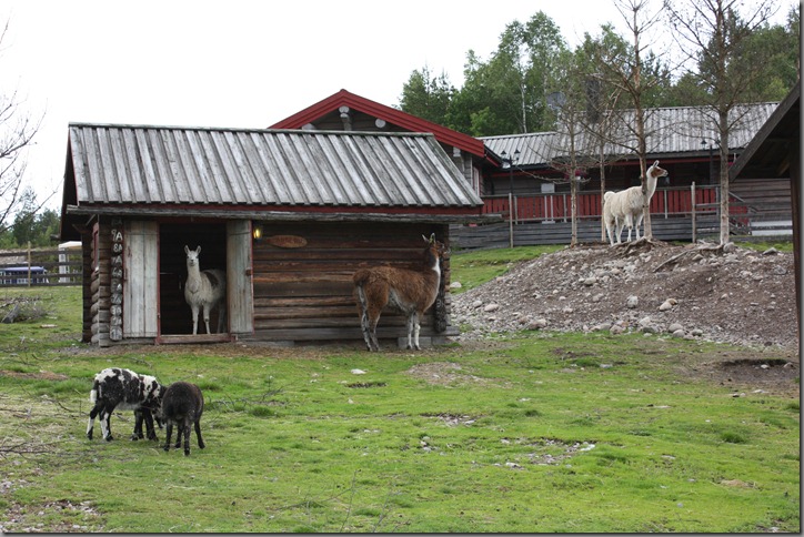 Finnskogen 003