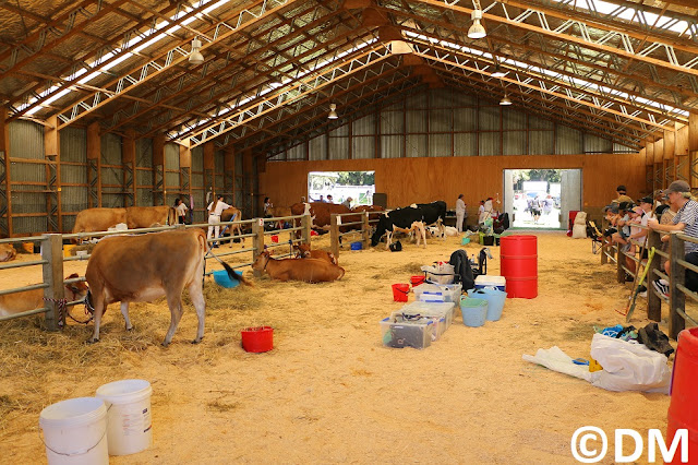 Photo du hangar des vaches Kumeu Show 2018 Auckland Nouvelle-Zélande