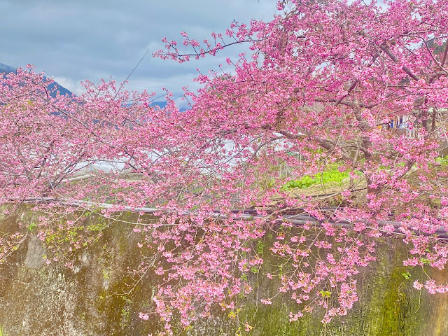 草坪頭河津櫻