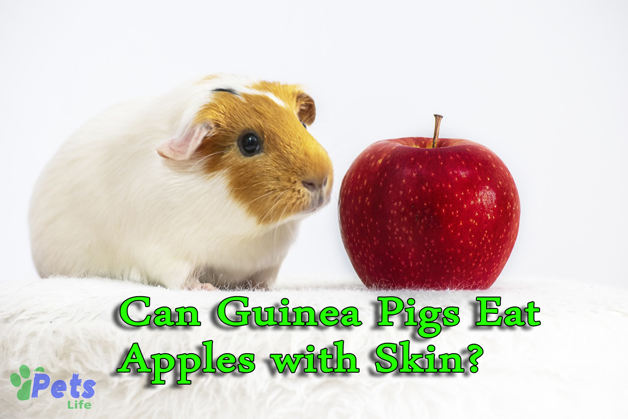 can-guinea-pigs-eat-apples-with-skin
