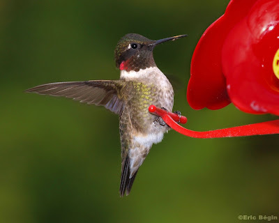 hummingbird photography tips