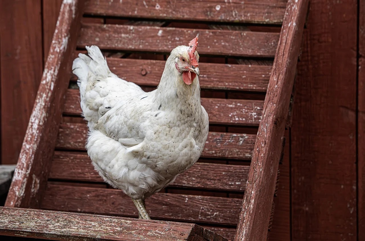 A white chickens hen