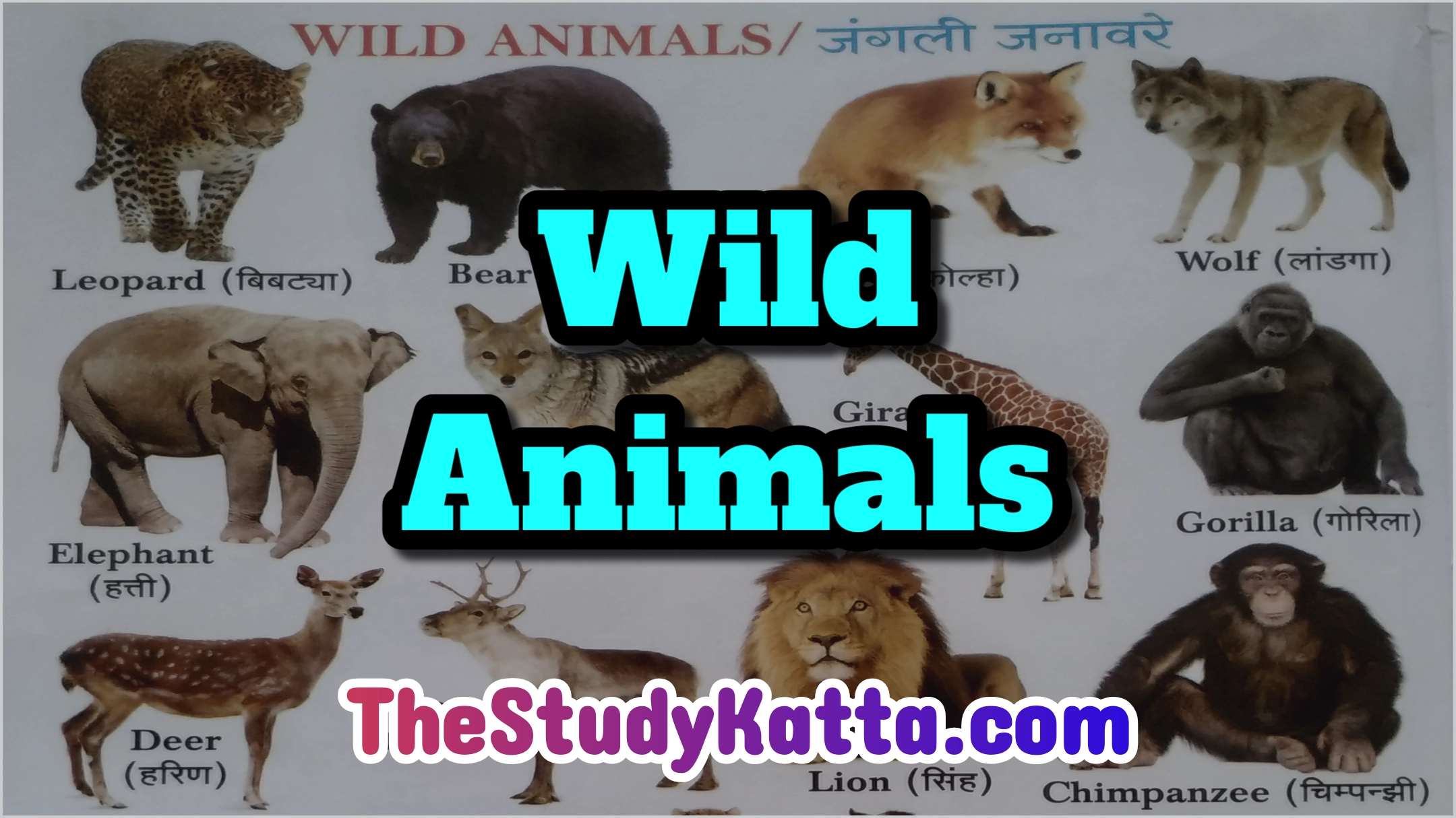 Wild animal names in English and Marathi | जंगली प्राणी नावे इंग्रजी व  मराठी - The Study Katta