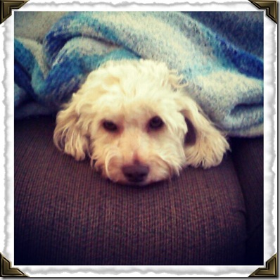 Aggie