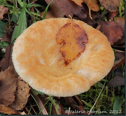 60-toadstool-and-leaf
