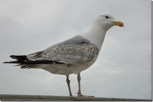 Shoreham walk 028