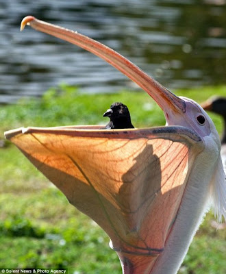 Pelican Swallows A Pigeon In London Park Seen On  www.coolpicturegallery.us