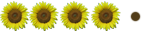 Girasol (4)