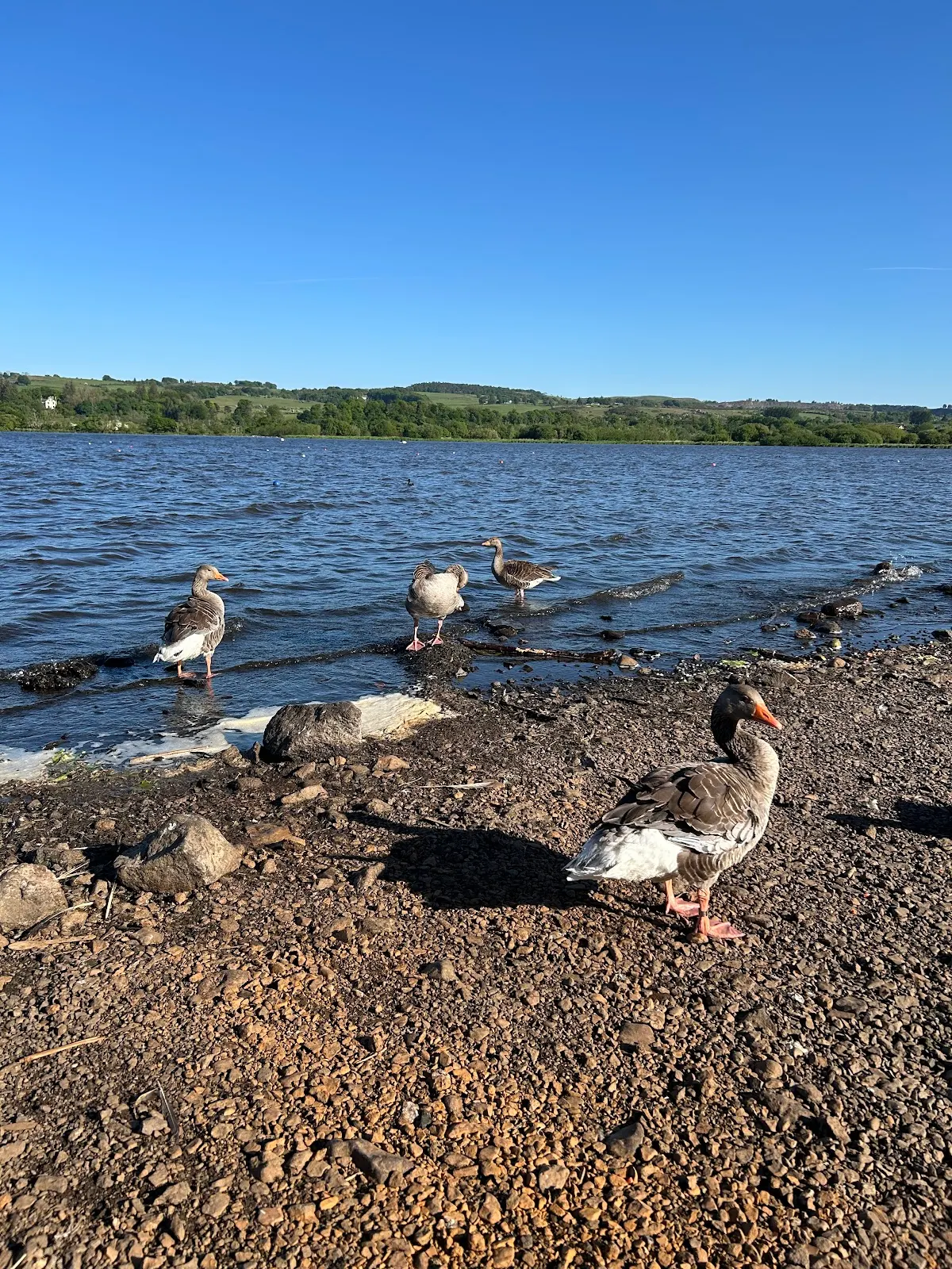 Fancy a brilliant day out in Scotland? Discover Castle Semple Country Park in Lochwinnoch! Free parking, stunning loch views, watersports, scenic walks, and a lovely café await. Perfect for families and adventurers!