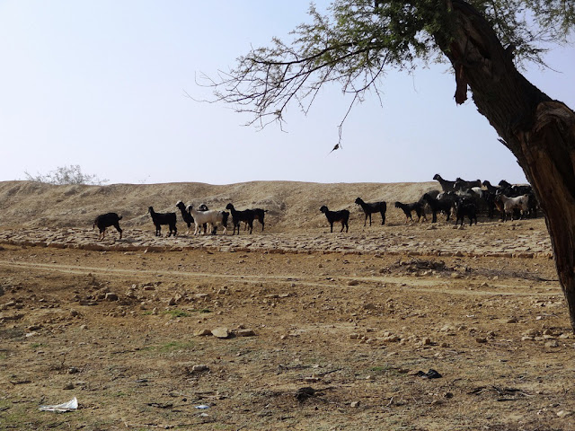 Jassie Oasis - Jaisalmer, Rajasthan - Pick, Pack, Go