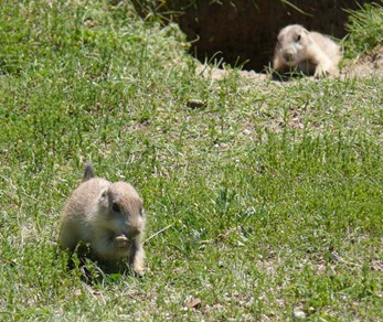 Baby Prairie Dogs Baby Prairie Dogs