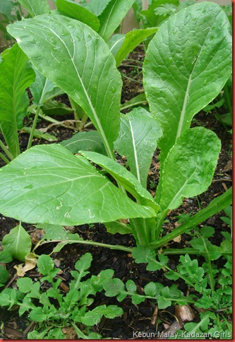 komatsuna