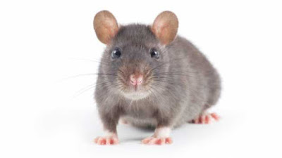 Fun Facts about rats for all animal lovers