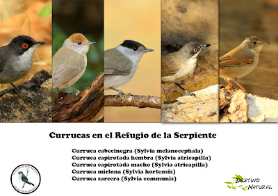 currucas en el Refugio de la serpiente