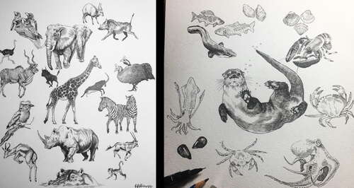 00- Animal Ink Drawings- Rebecca-Seddon-www-designstack-co