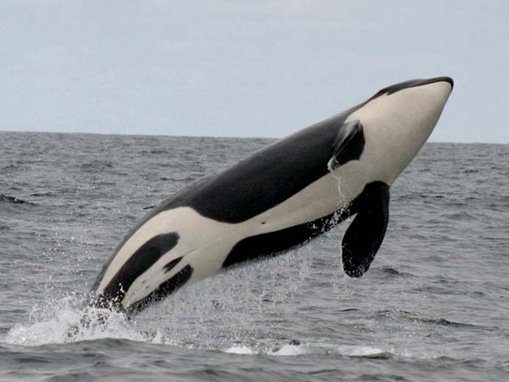 animals_www.wonders-world.com_007