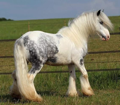 world's beautiful horses