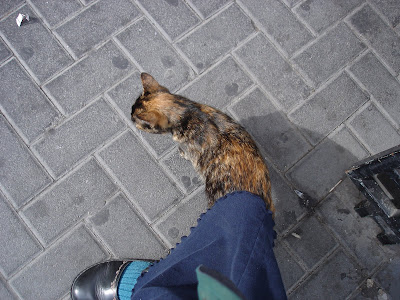 Tortie kitty sharing my skirt