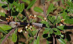 Sideroxylon tenax - Tough Bumelia