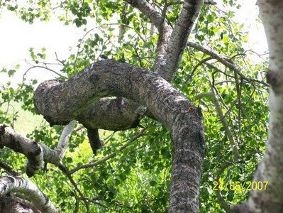 Crooked Trees of Hafford