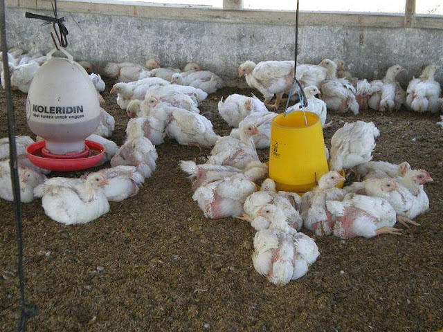 Peluang Usaha Ternak Ayam Potong  atau Pedaging