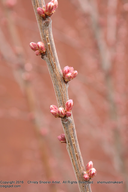 cherry blossoms photograph spring perspective matters march 2016 blog post shemustmakeart.blogspot.com