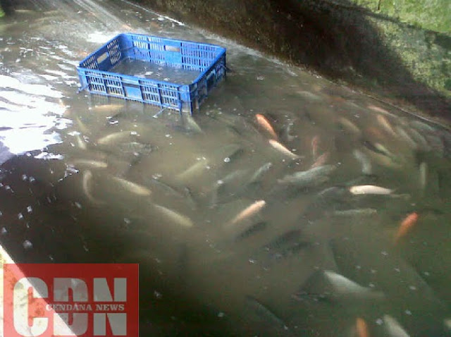 Peringatan Hari Besar Islam Mempengaruhi Harga Ikan Nila 