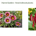 Home Garden - heat tolerant plants