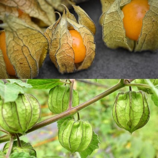  Exposing Canapum's (Physalis) Magnificence